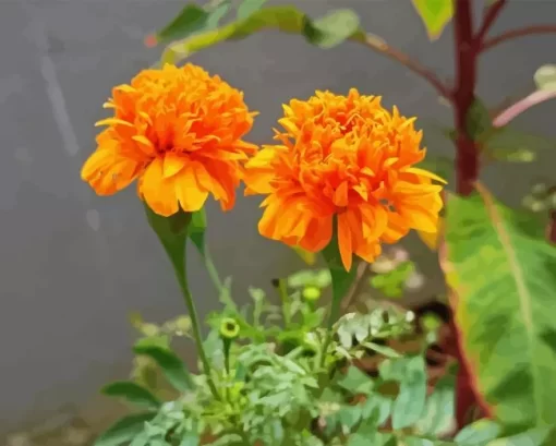 Tagetes Erecta Diamond Painting