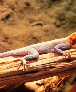 Orange Agama Diamond Painting