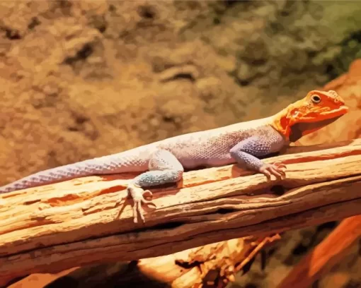 Orange Agama Diamond Painting