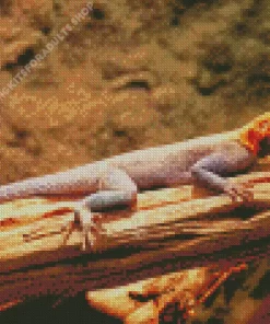 Orange Agama Diamond Painting