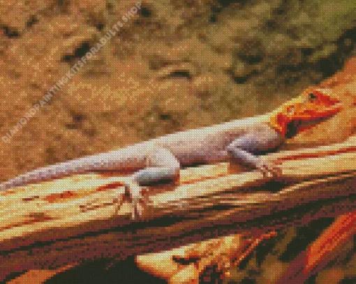 Orange Agama Diamond Painting