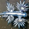 Glaucus Atlanticus Diamond Painting