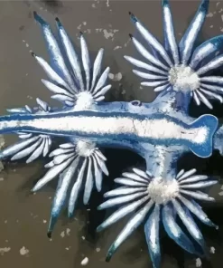 Glaucus Atlanticus Diamond Painting