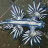 Glaucus Atlanticus Diamond Painting