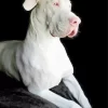 Great White Dane Diamond Painting