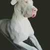 Great White Dane Diamond Painting