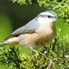 Nuthatch Bird Female Diamond Painting