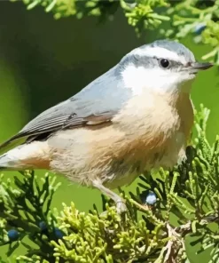 Nuthatch Bird Female Diamond Painting