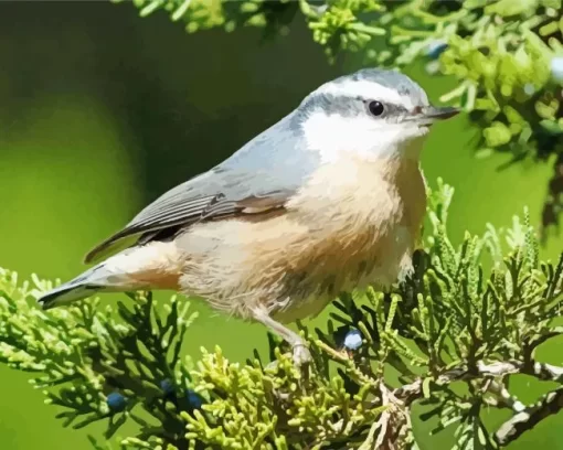 Nuthatch Bird Female Diamond Painting