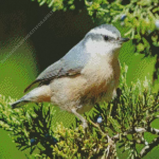 Nuthatch Bird Female Diamond Painting