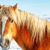 Horse With Blond Hair Diamond Painting