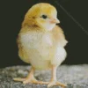 Baby Chick Diamond Painting