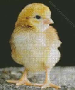 Baby Chick Diamond Painting