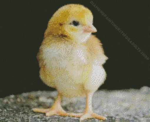 Baby Chick Diamond Painting