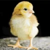 Baby Chick Diamond Painting