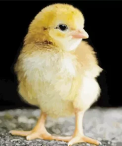 Baby Chick Diamond Painting