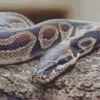 Ball Python Diamond Painting