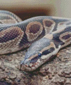 Ball Python Diamond Painting