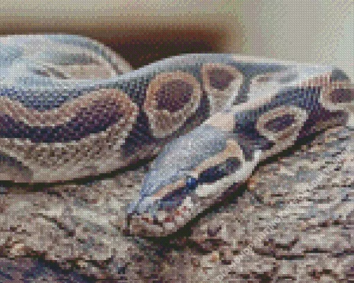 Ball Python Diamond Painting