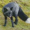 Black Fox Diamond Painting