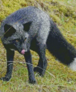 Black Fox Diamond Painting