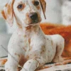 Blond Dalmatian Dog Diamond Painting