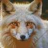 Blond Fox Diamond Painting