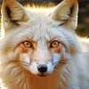 Blond Fox Diamond Painting