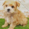 Blond Morkie Diamond Painting