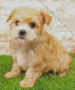 Blond Morkie Diamond Painting