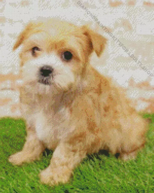 Blond Morkie Diamond Painting