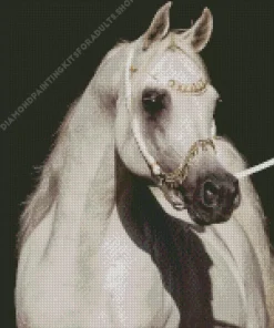 Blonde Arabian Horse Diamond Painting