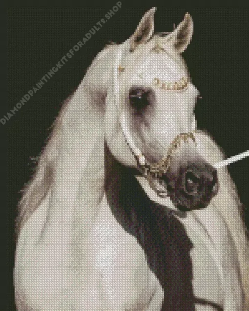 Blonde Arabian Horse Diamond Painting