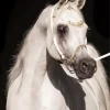 Blonde Arabian Horse Diamond Painting