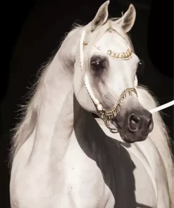 Blonde Arabian Horse Diamond Painting