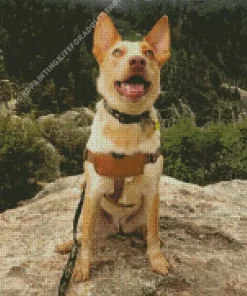 blonde Australian Cattle Dog Diamond Painting