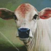 Blonde Cow Art Diamond Painting