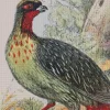 Blood Pheasant Art Diamond Painting