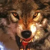 Dangerous Wild Growling Wolf Diamond Painting