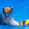 Dolphin Playing With Ball Diamond Painting