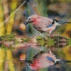 Eurasian Jay Diamond Painting