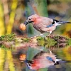 Eurasian Jay Diamond Painting