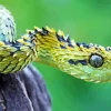 Snake With Feathers Diamond Painting