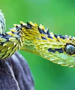 Snake With Feathers Diamond Painting