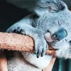 Tired Koala Diamond Painting