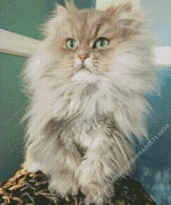 White And Grey Persian Cat Diamond Painting