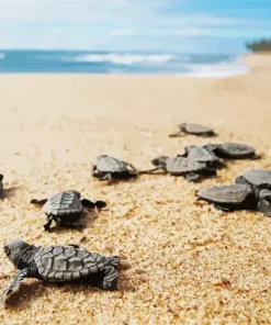 Beach With Turtle Diamond Painting