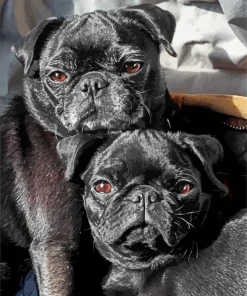 Black Pug Puppies Diamond Painting