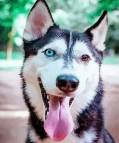 Blue Eye Husky Diamond Painting
