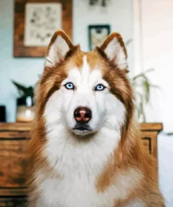 Brown Husky Blue Eyed Diamond Painting